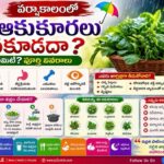 వర్షాకాలంలో ఆకుకూరలు తినకూడదా?