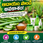 కలబంద సాగుతో ఆదాయం పొందే అవకాశం | Aloe Vera Farming Business Idea