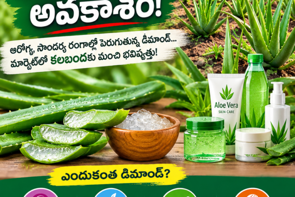 కలబంద సాగుతో ఆదాయం పొందే అవకాశం | Aloe Vera Farming Business Idea